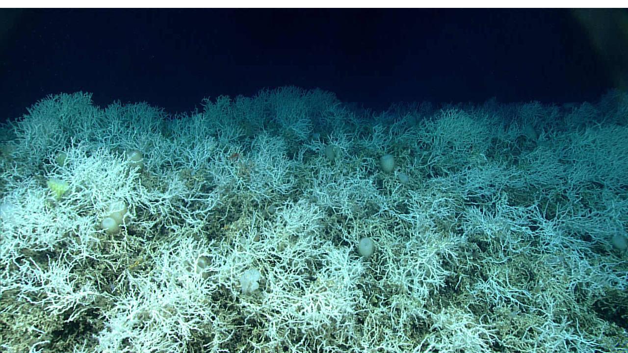 Conserve Blake Plateau